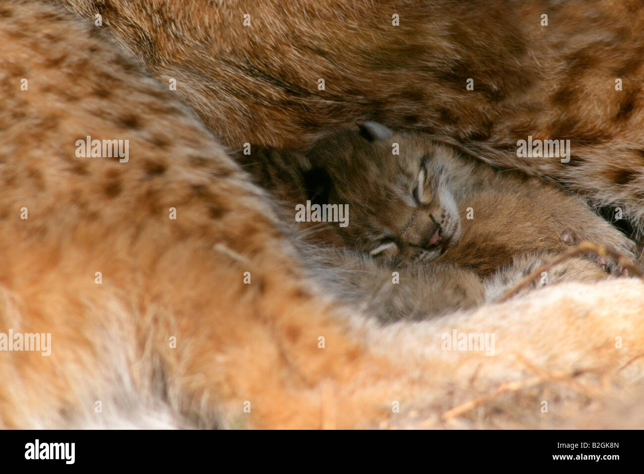 eurasian lynx dam catkin mother love close up Lynx lynx cuddling bavaria germany Stock Photo