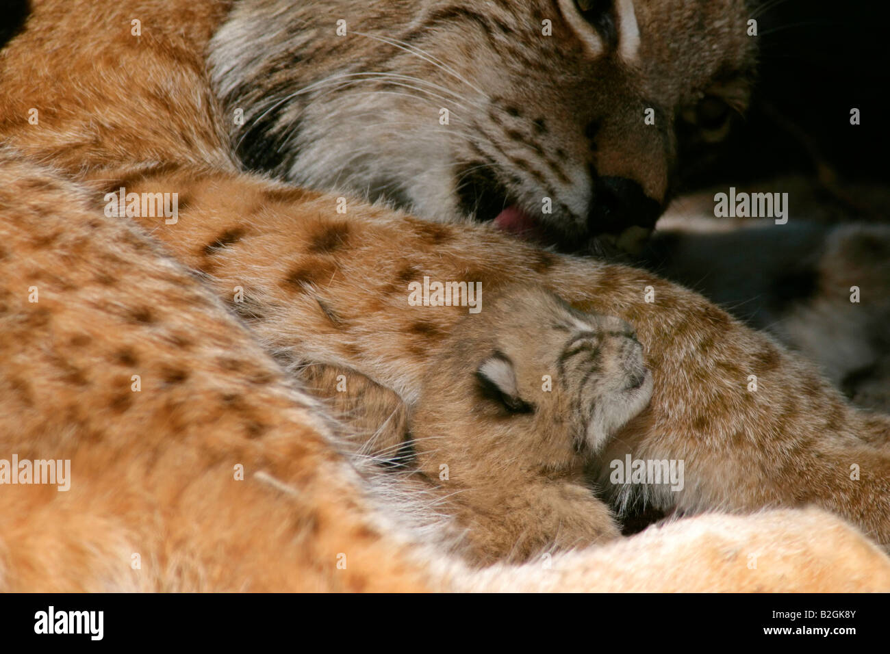 eurasian lynx dam catkin mother motherly love close up Lynx lynx cuddling bavaria germany Stock Photo