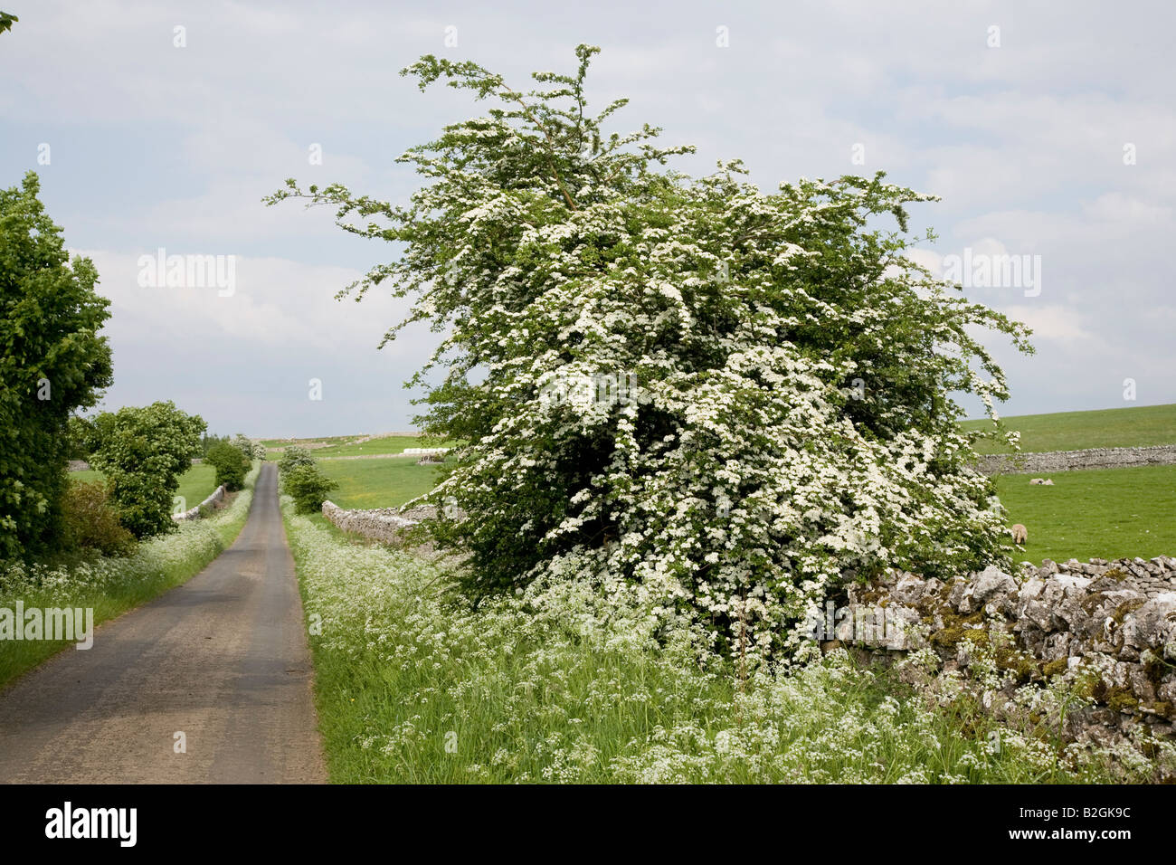 Hawthorn flowering along a small country lane Cumbria Stock Photo