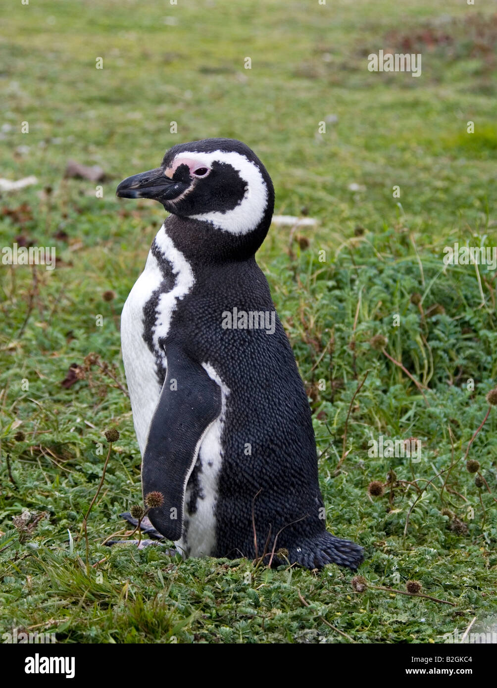 Magellanic Penguin Spheniscus magellanicus Punta Arenas Chile Stock Photo