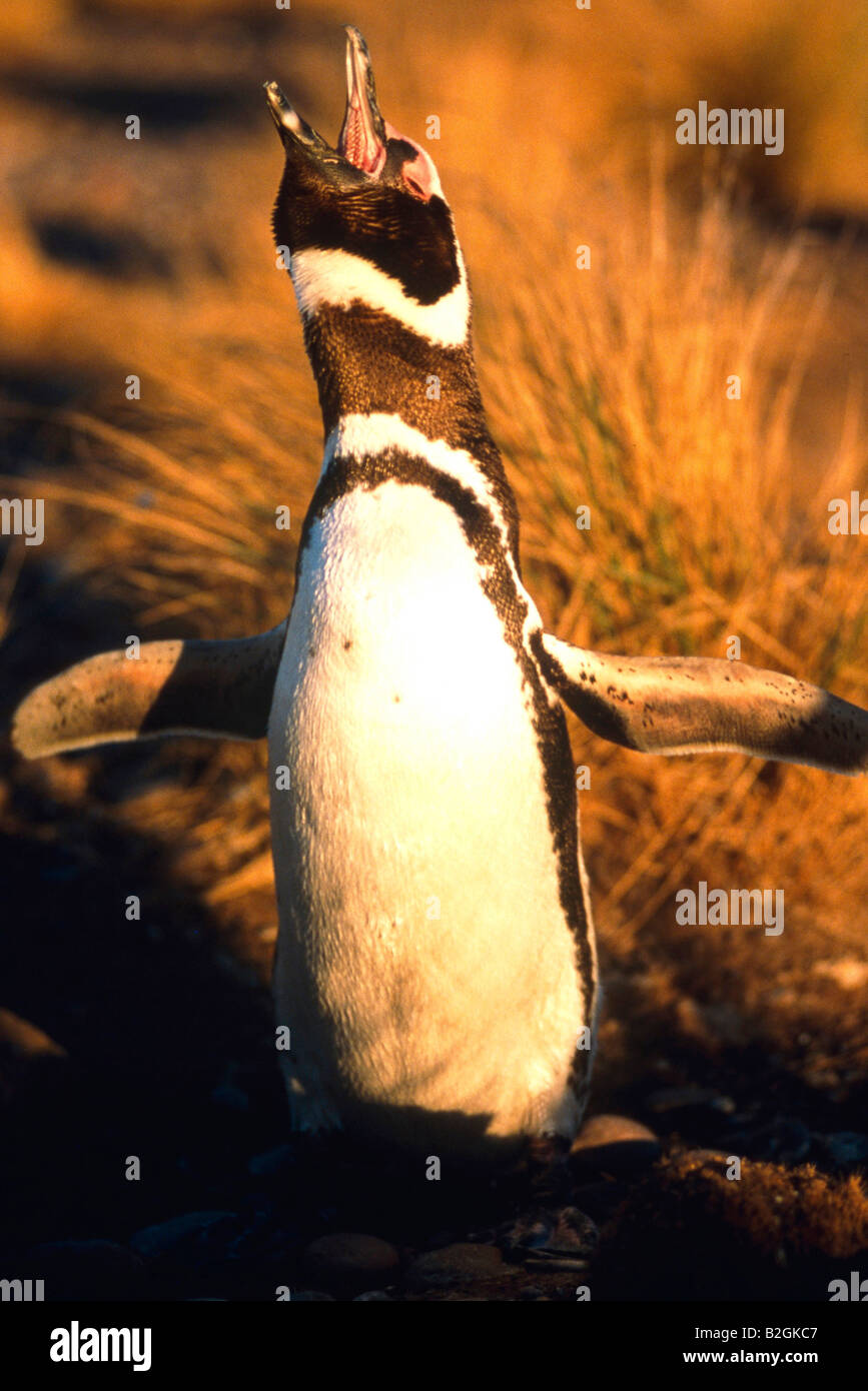 Magellanic Penguin Spheniscus magellanicus argentina Stock Photo