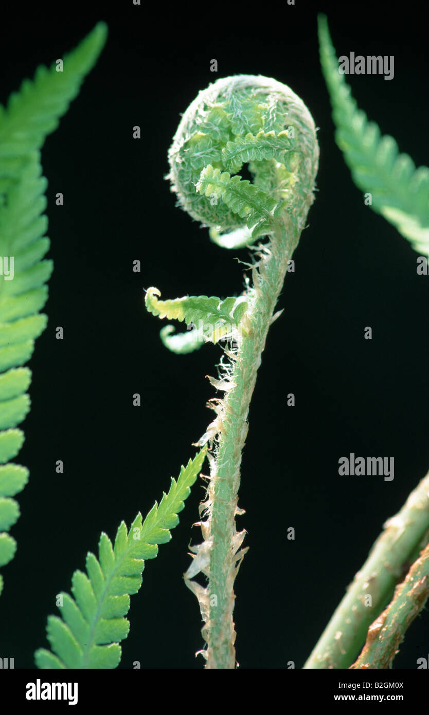 Common Male Fern Dryopteris filix mas close up Common Male Fern Stock Photo