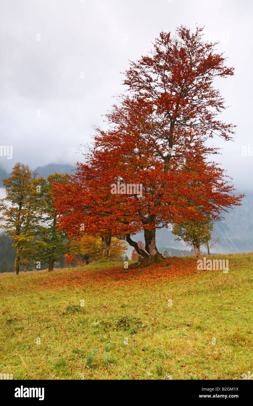 maple tree leaves autumnal colors scenery austria colours landscape tyrol limstone alps karwendel Stock Photo