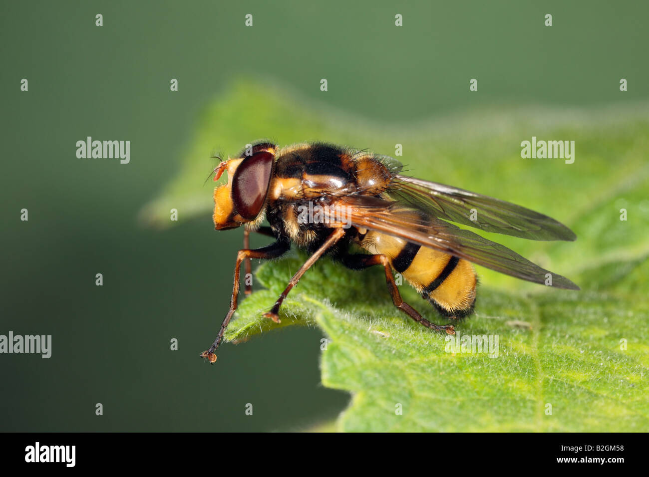 Hover fly Volucella inanis on leaf Potton Bedfordshire Stock Photo