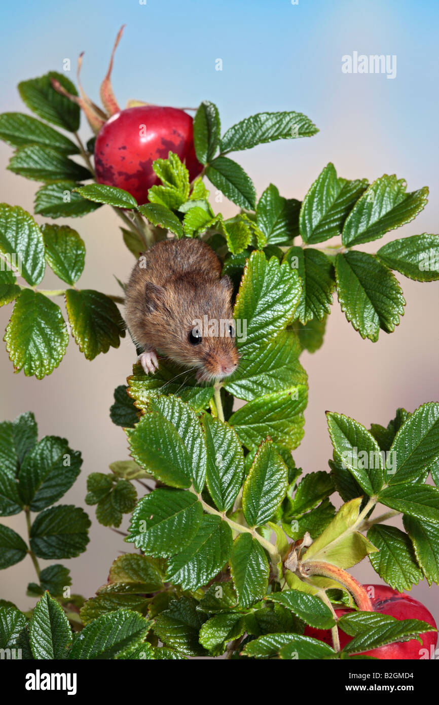 Harvest mouse Micromys minutus potton bedfordshire Stock Photo