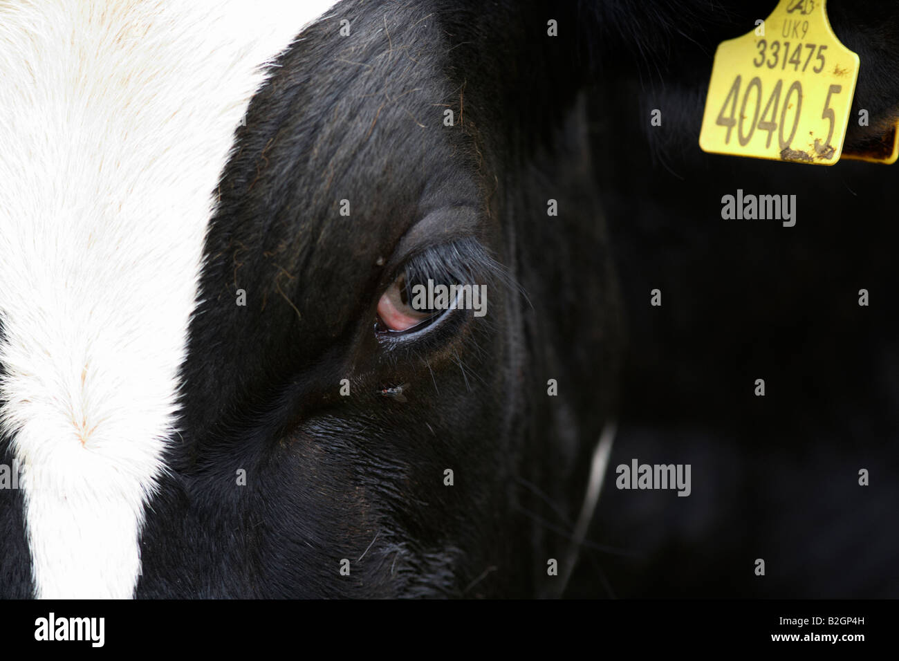 close up of head eye and ear identification tag of a friesian cow known as holsteins in north america Stock Photo