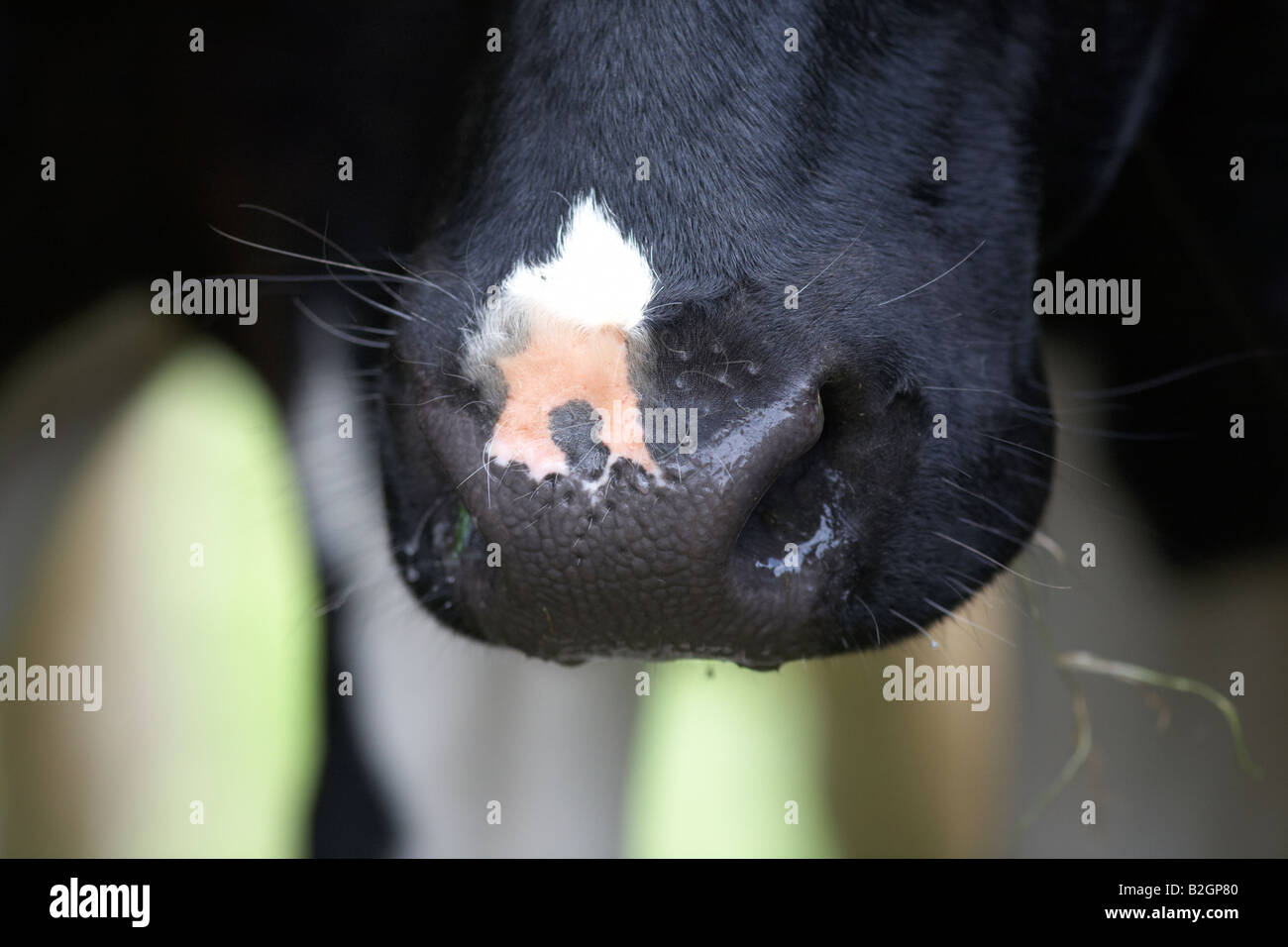 Cow Nose Close Up Stock Photos & Cow Nose Close Up Stock Images Alamy