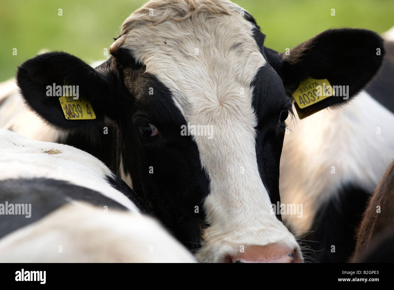 ear tags eyes and head of a friesian cow known as holsteins in north america in a dairy herd on a farm county down northern irel Stock Photo