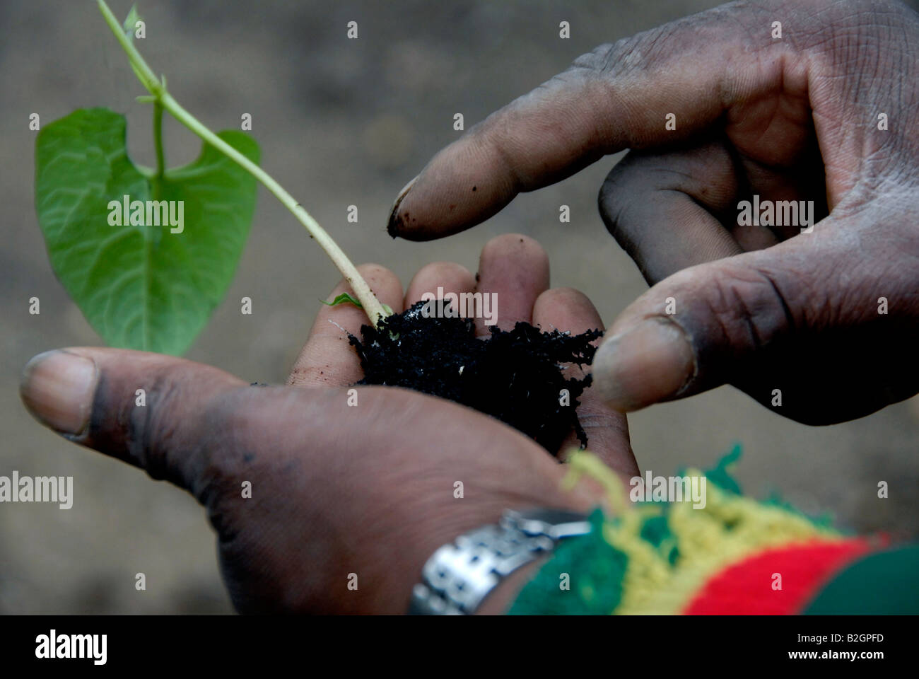 Multicultural allotment in Peckham South London growing organic produce. Stock Photo