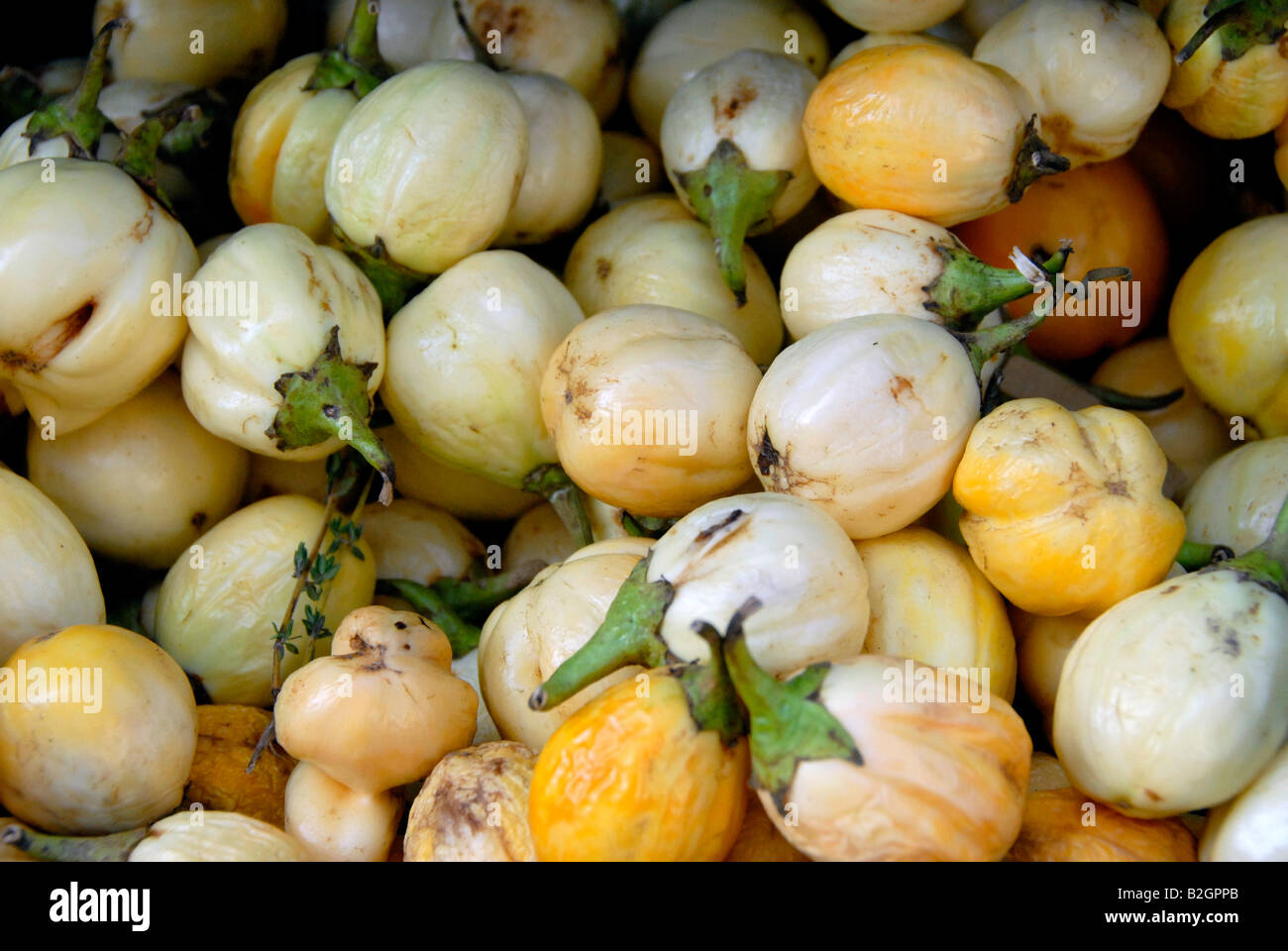 Asian variety of Eggplant or aubergine also called brinjal (Solanum