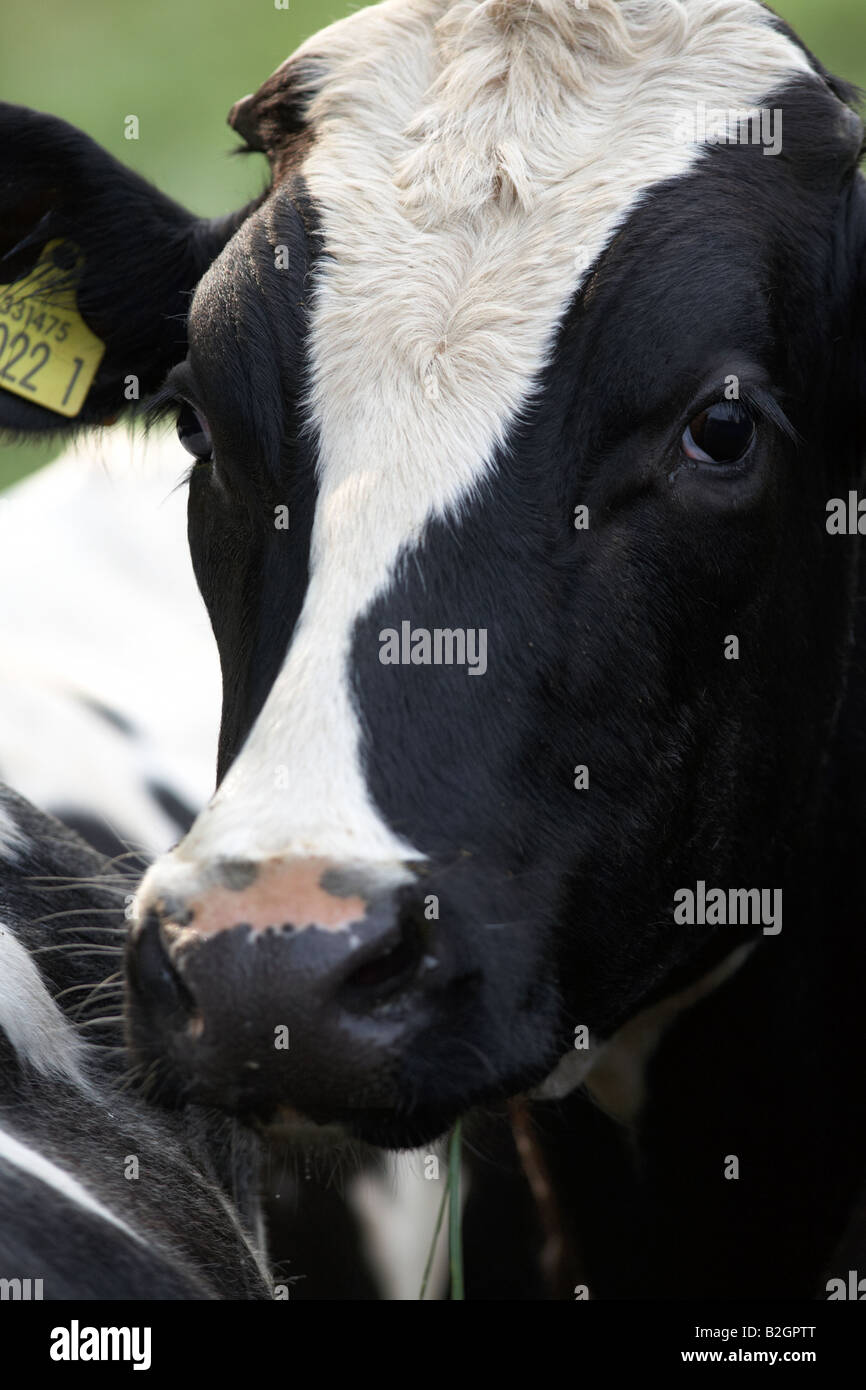 ear tags eyes and head of a friesian cow known as holsteins in north america in a dairy herd on a farm county down northern ireland diary farming Stock Photo