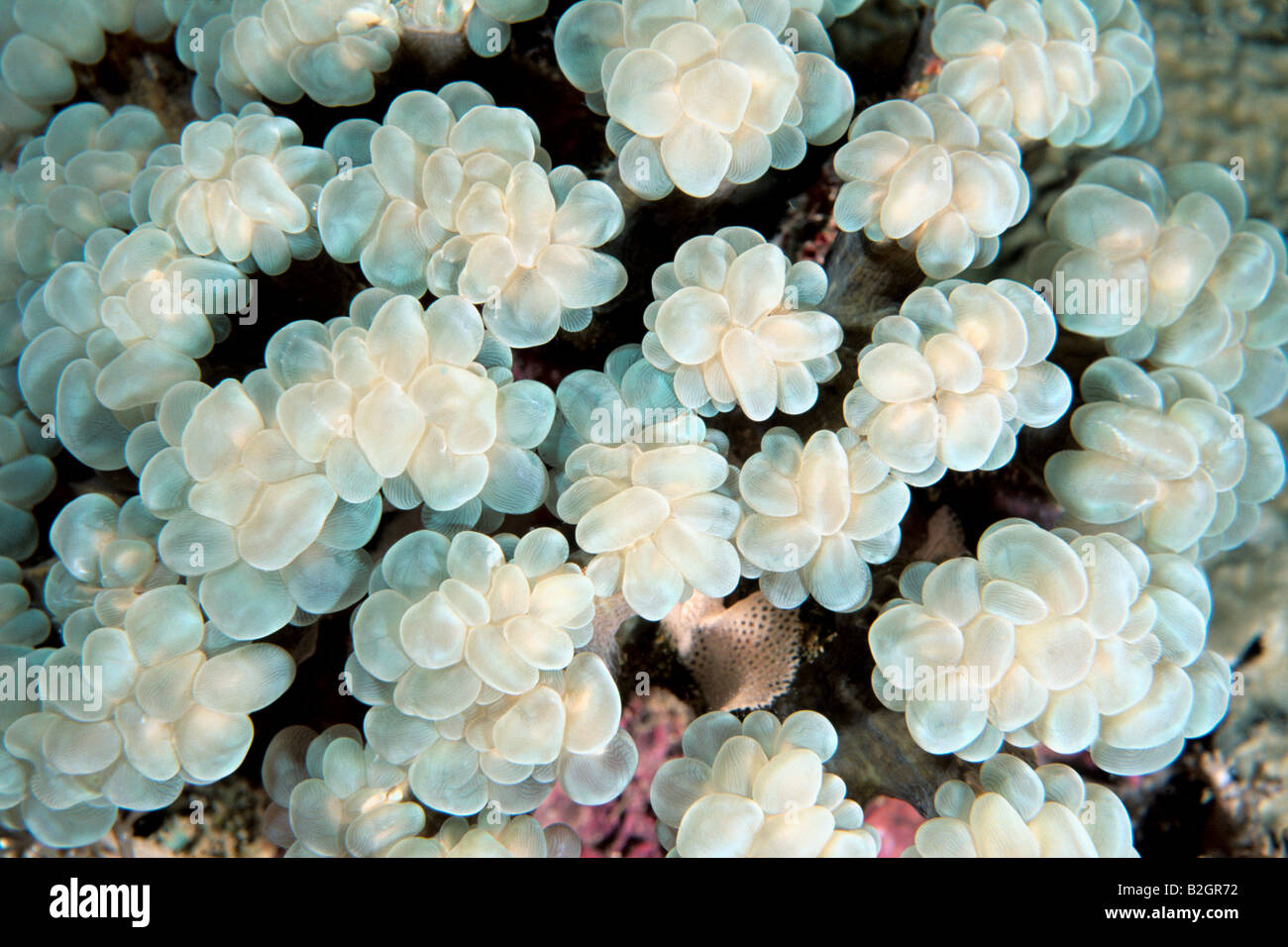 Bubble Coral Stock Photo