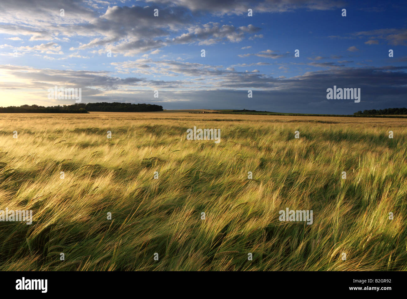 Barley field and Sunset looking towards Wandlebury, Cambridge. Stock Photo