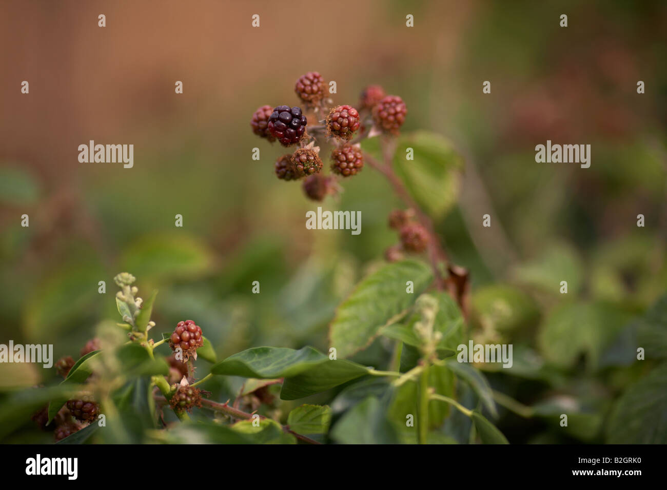 bramble blackberry rubus plant with unripe fruit growing in county down
