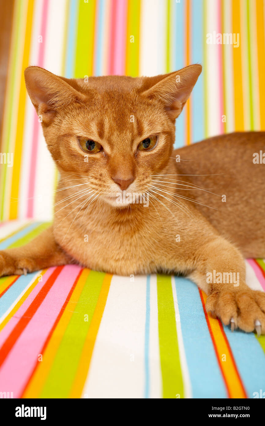 Abyssinian cat Stock Photo