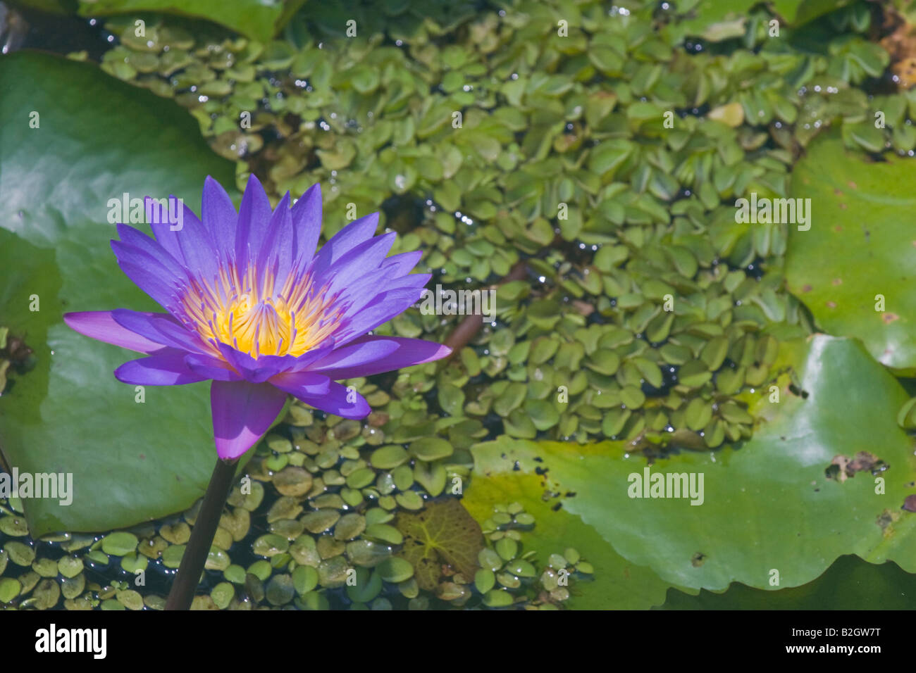Blooming purple lotus Asian water lily Nymphaeaceae Stock Photo - Alamy