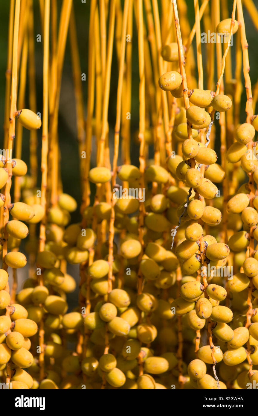 Palm tree seeds hanging hires stock photography and images Alamy