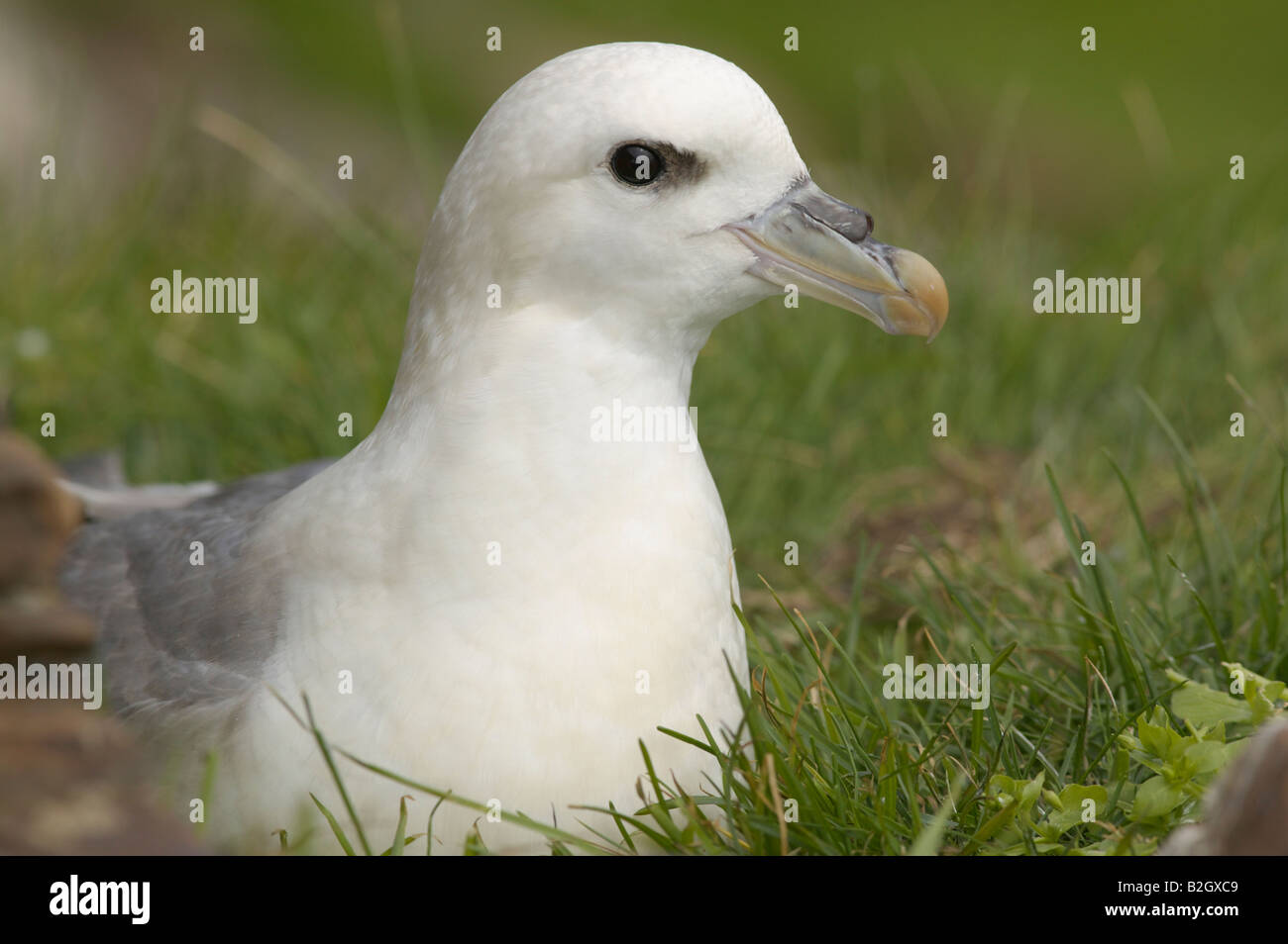 Fulmar on the Isle of Noss, Shetland Isles, Scotland, UK Stock Photo