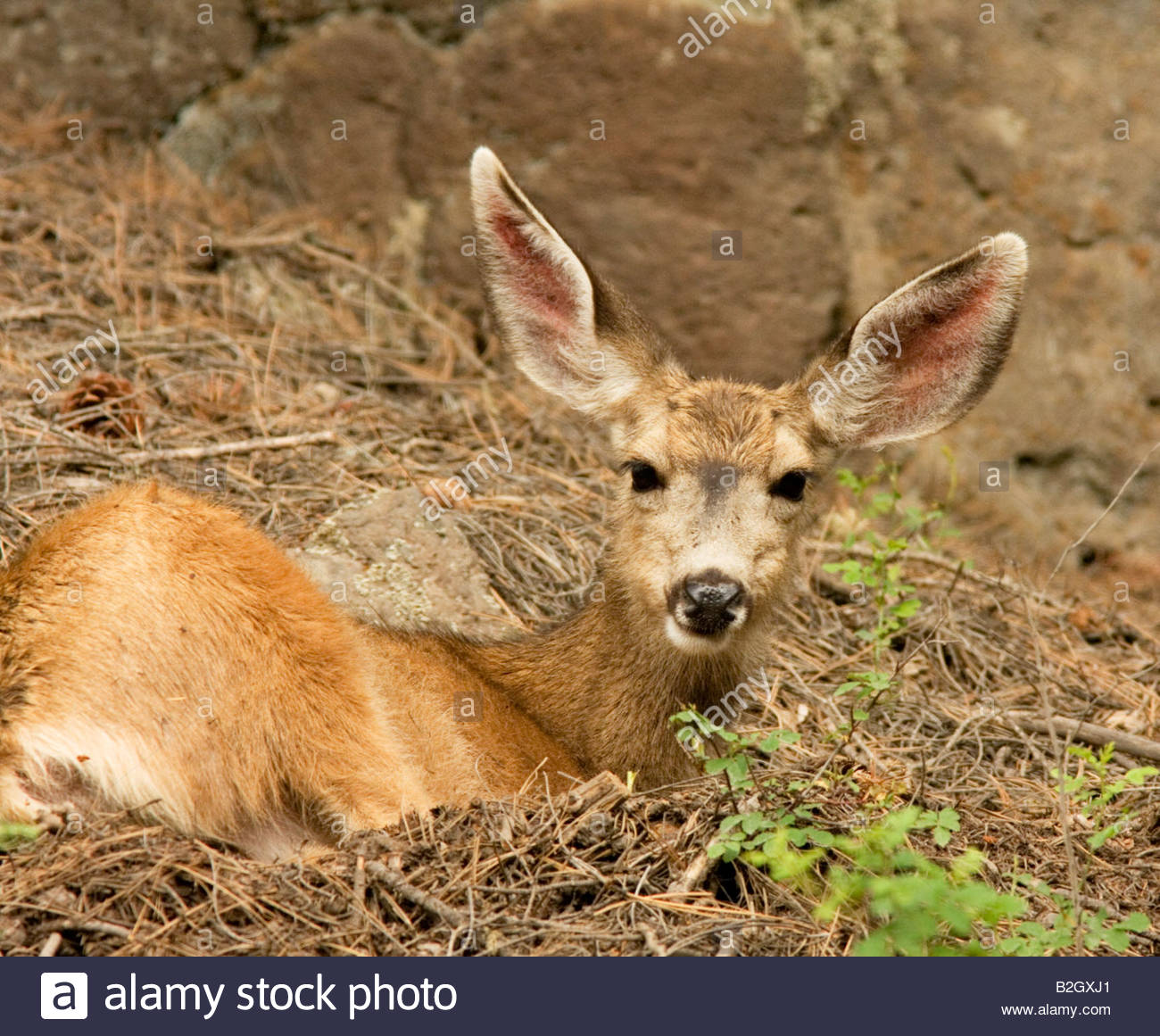 Deer Laying Down Stock Photos & Deer Laying Down Stock Images Alamy
