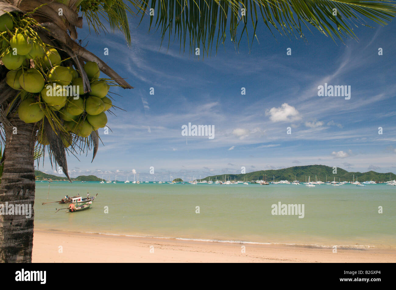 Coconuts on a palm tree at Chalong Beach, Phuket, Thailand Stock Photo