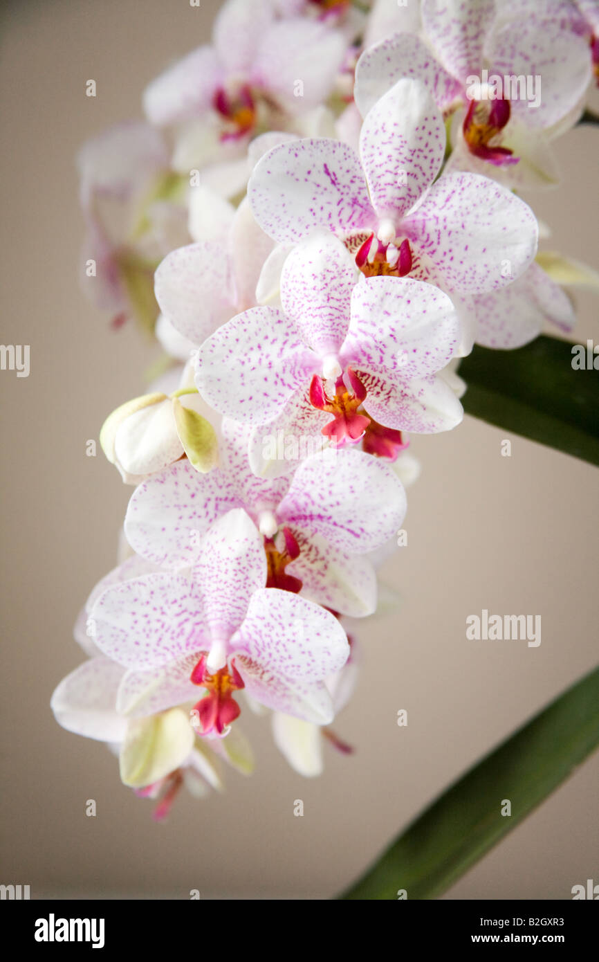 Orchids in full bloom Stock Photo