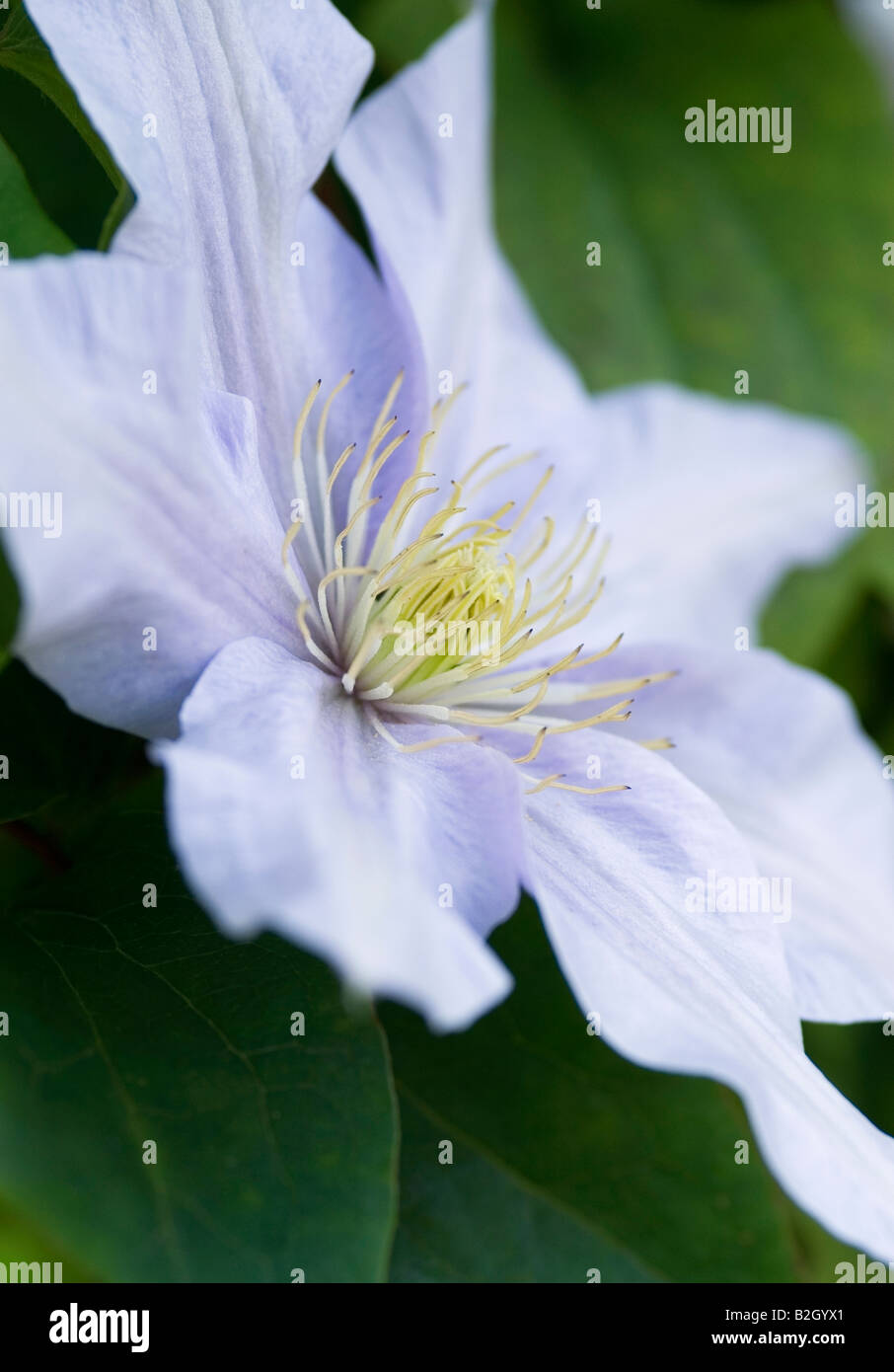 CLEMATIS SILVER MOON Stock Photo