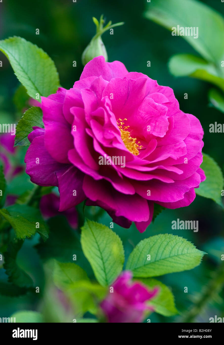 ROSA WILD EDRIC AUSHEDGE ROSE Stock Photo - Alamy