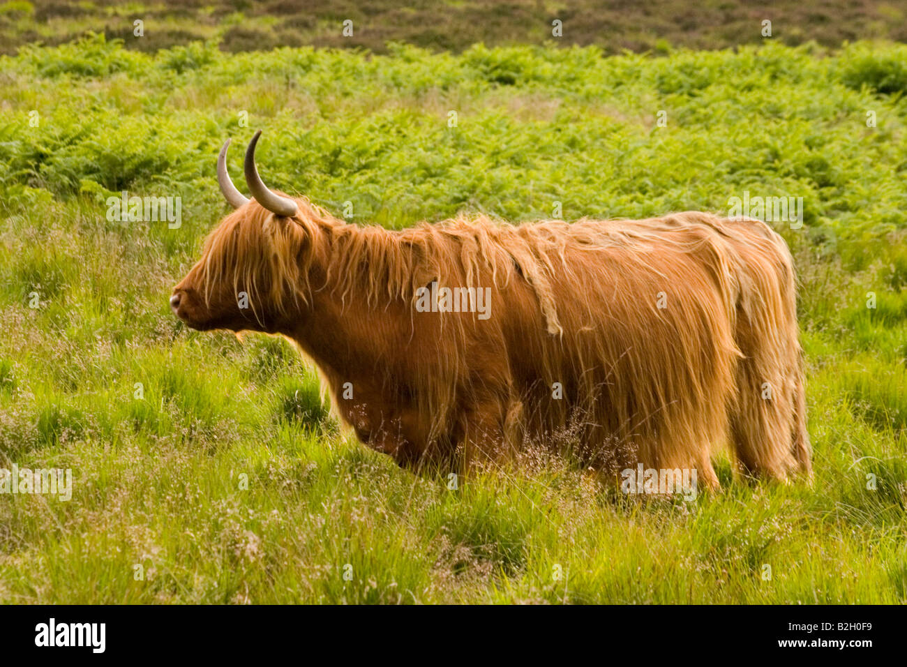 Pedigree highland cow hires stock photography and images Alamy
