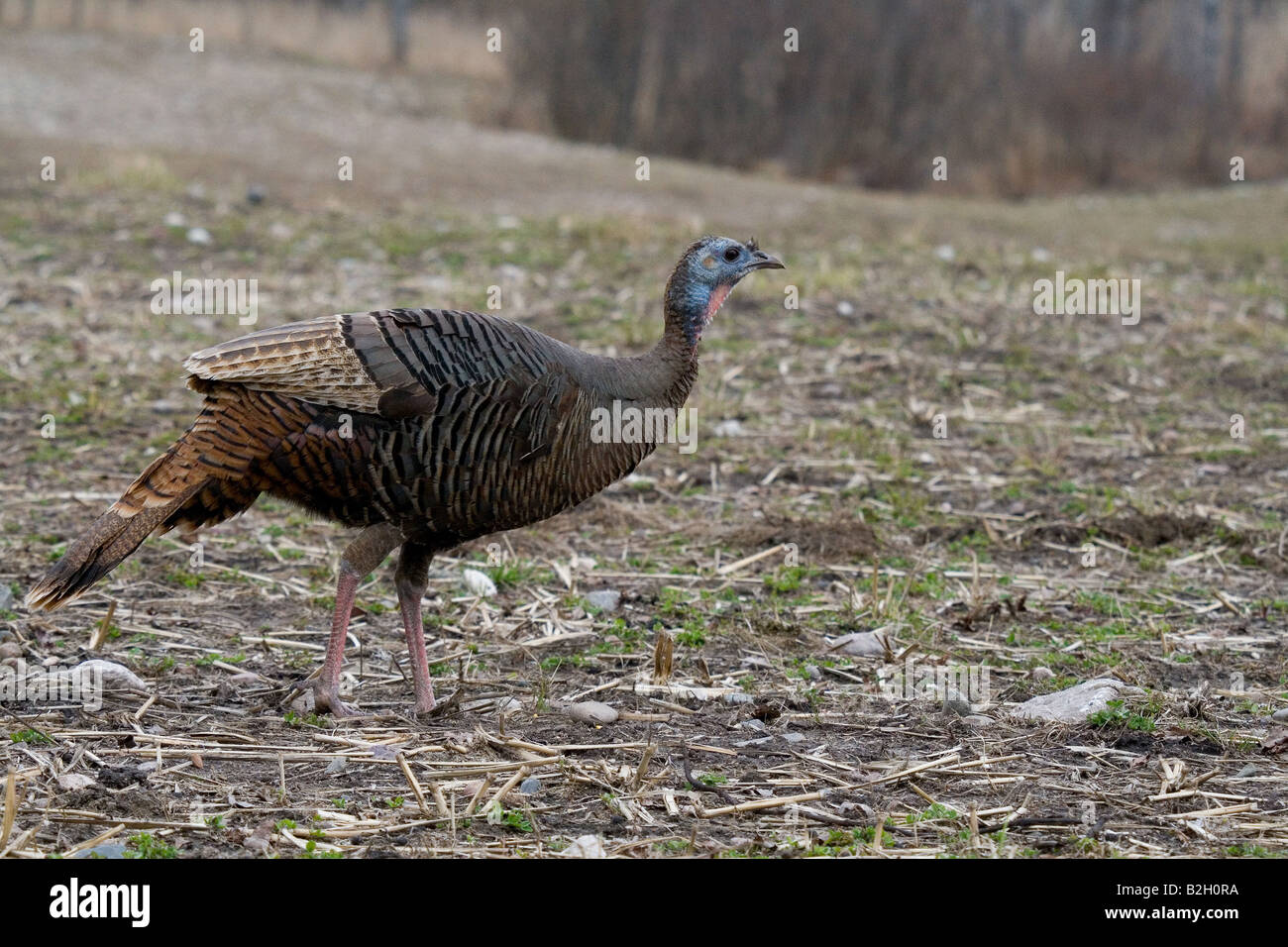 Eastern wild turkey hen Stock Photo Alamy