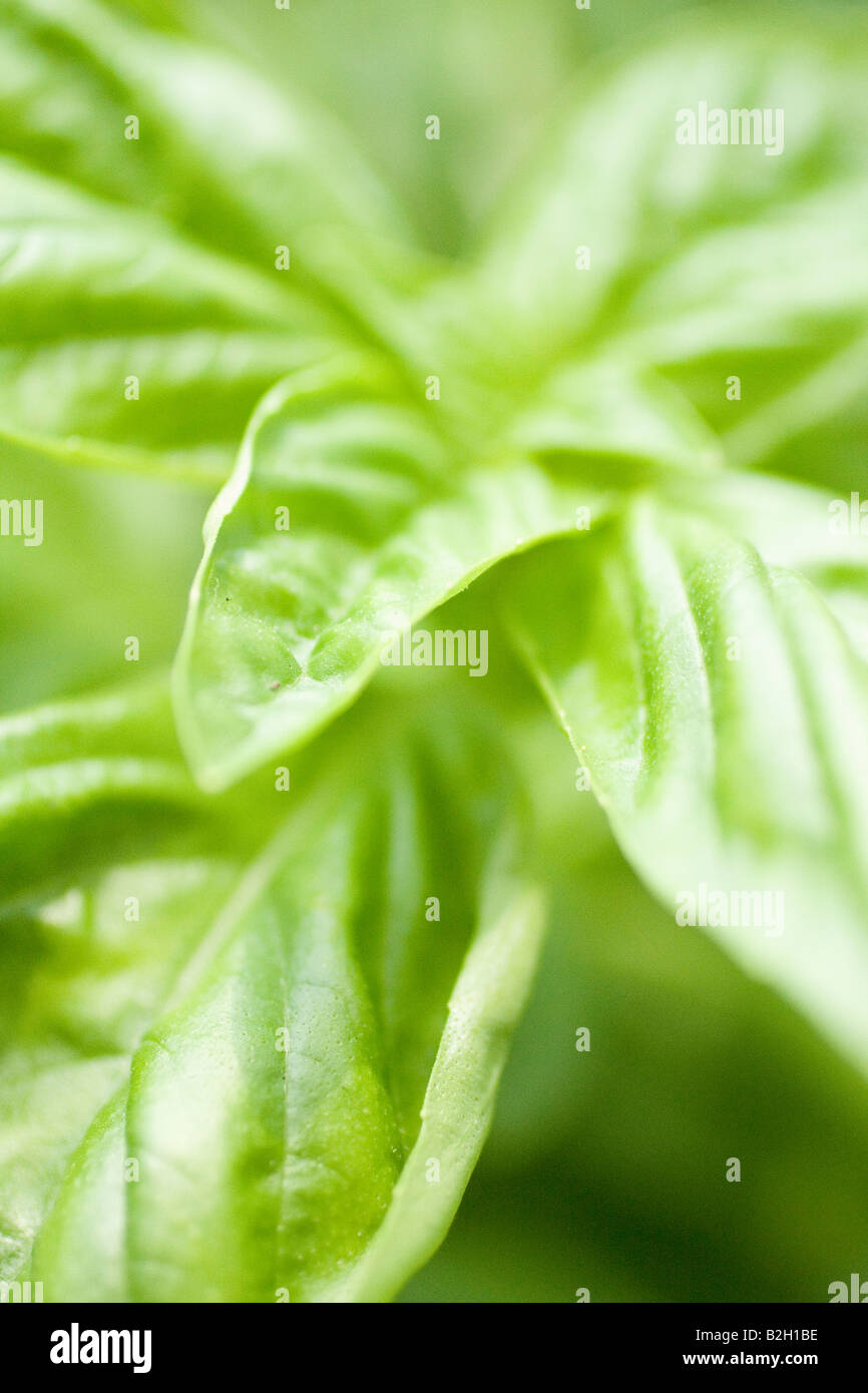 Basil plant at the Headhouse Market in Philadelphia PA Stock Photo Alamy