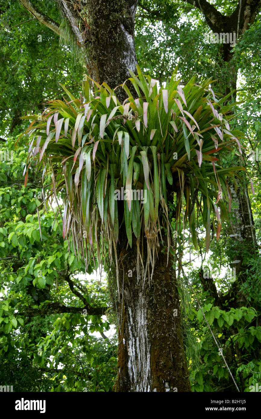 Bromeliad sp Growing Halfway up a Tree, Palenque Chiapas State, Mexico Stock Photo