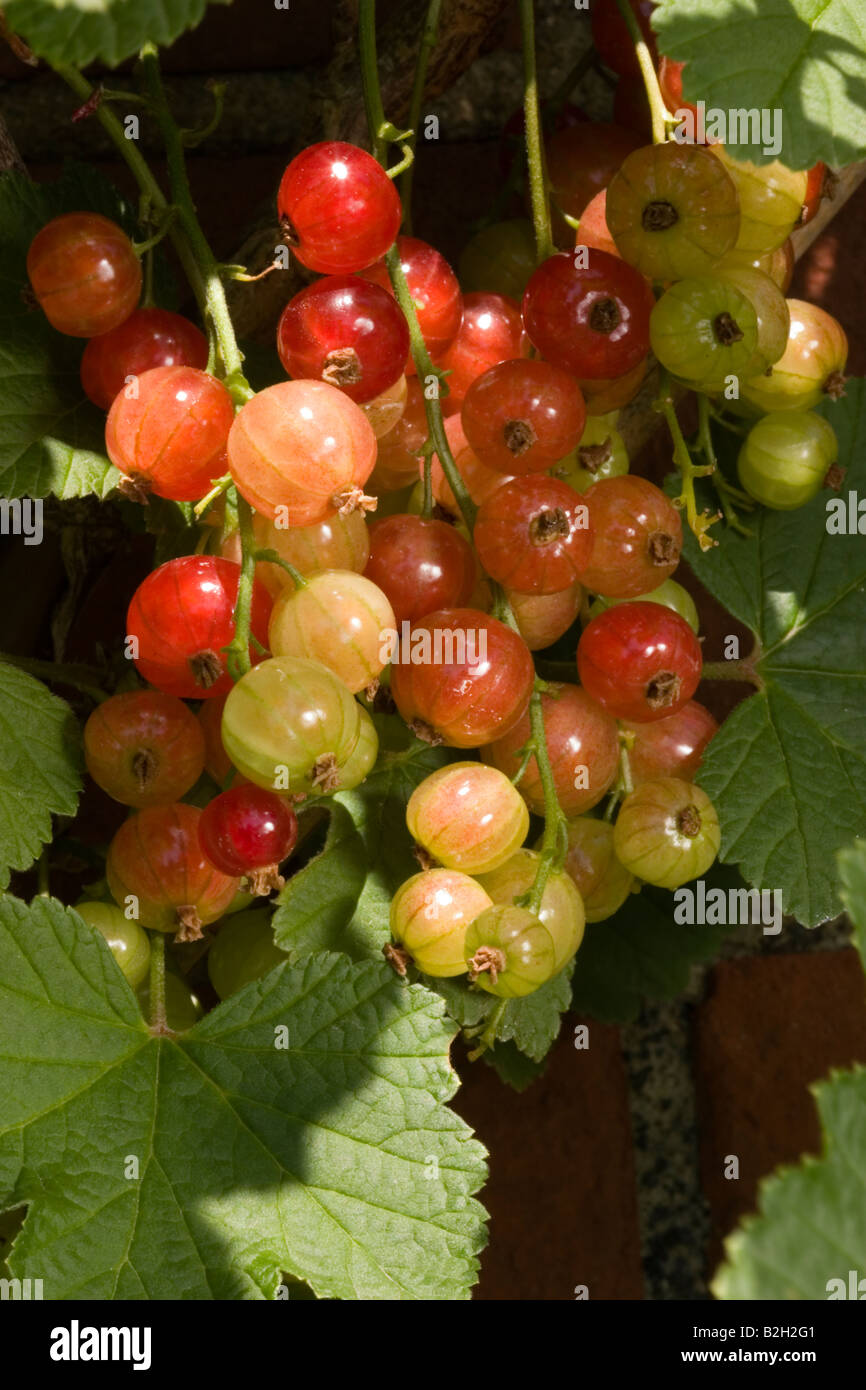 Redcurrents growing and ripening in the sun Stock Photo