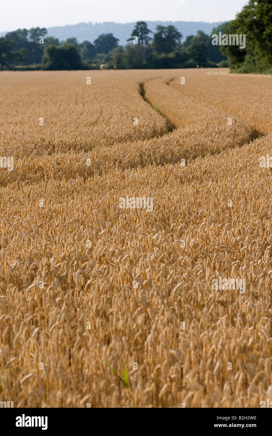 A cornfield in the evening in England Stock Photo - Alamy