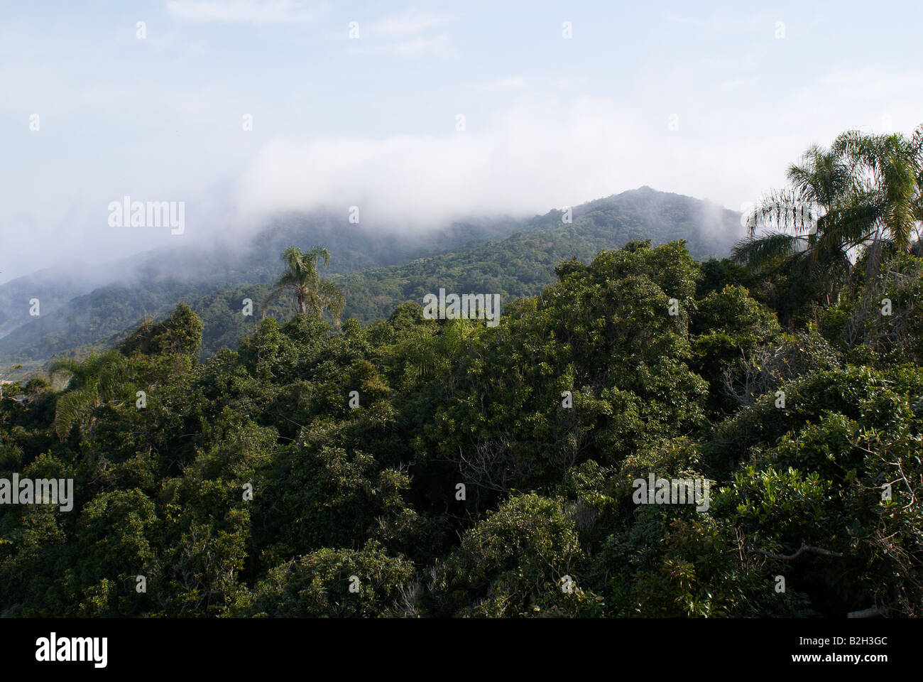 Fog over the forest Stock Photo - Alamy