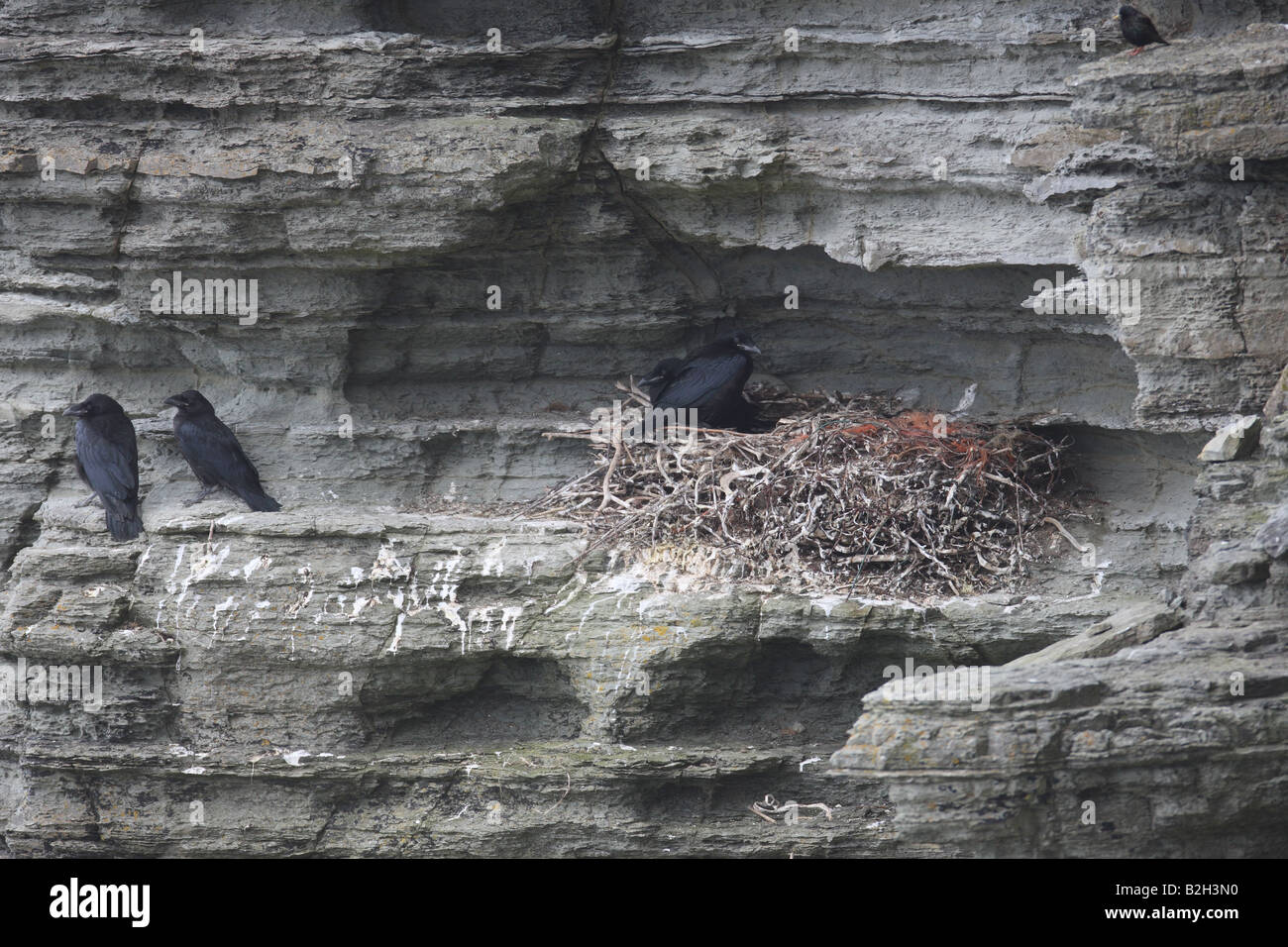 RAVEN Corvus corax FLEDGLINGS IN NEST ON CLIFF FACE Stock Photo