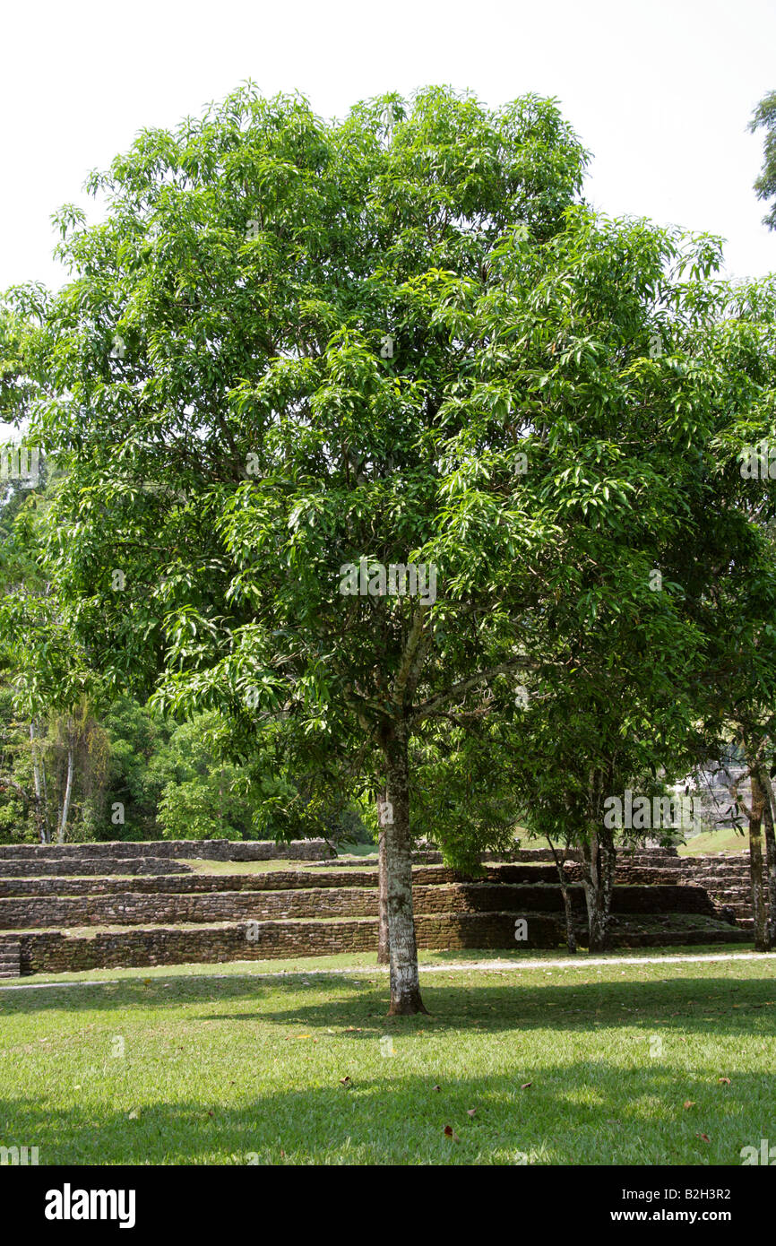 Mango Tree, Mangifera sp., Palenque, Chiapas State, Mexico Stock Photo