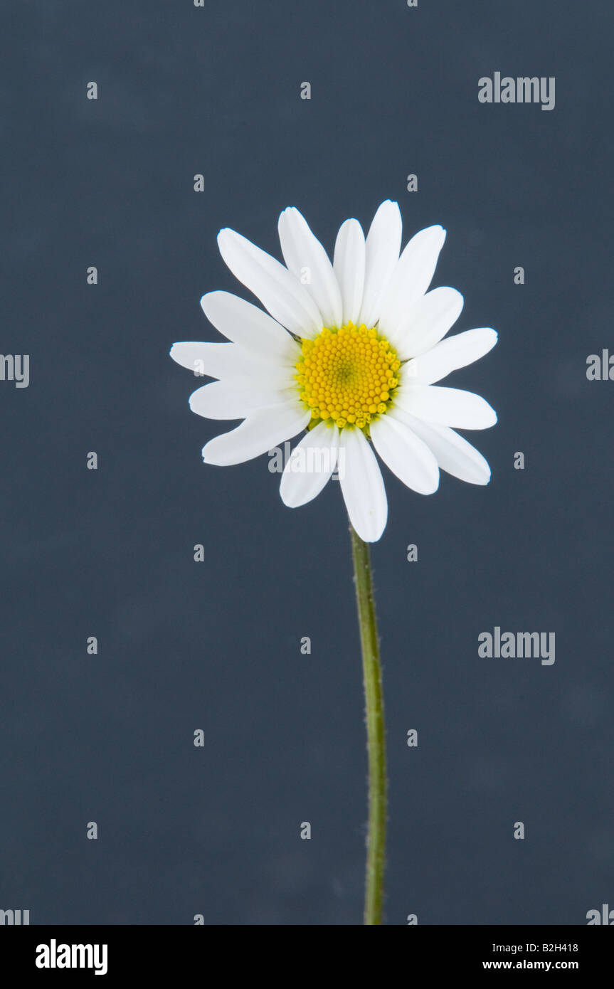 White Daisy - Studio with Grey background Stock Photo - Alamy