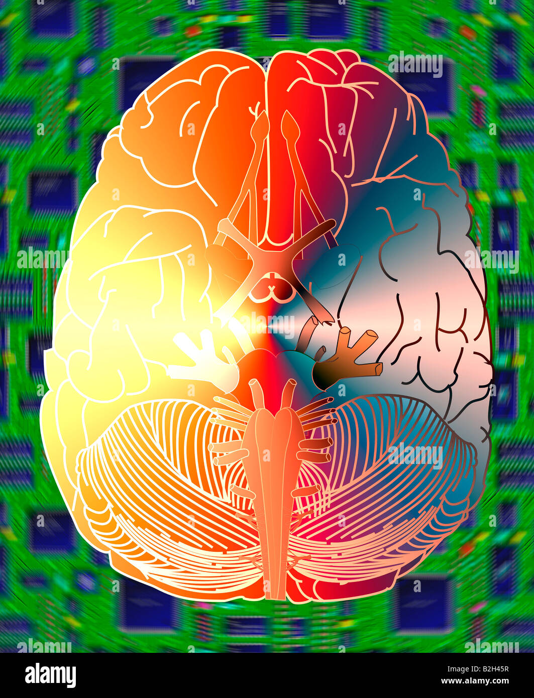 Human brain hi-res stock photography and images - Alamy