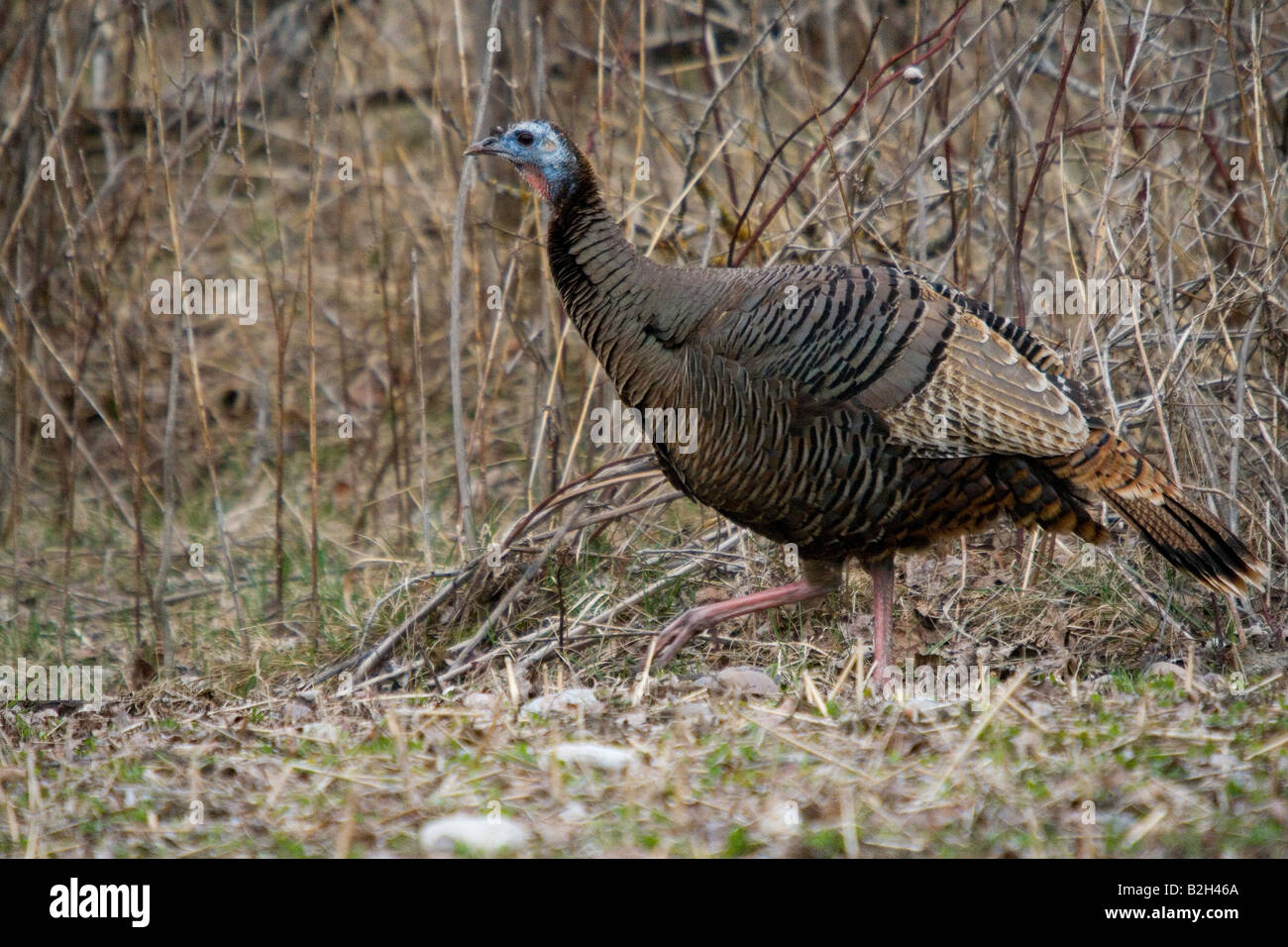 Eastern wild turkey hen Stock Photo - Alamy