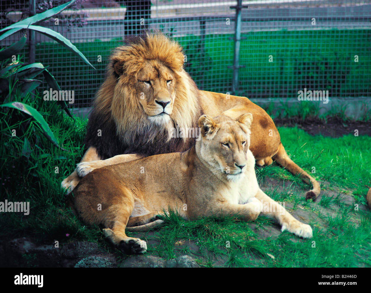 Lion and lioness in zoo enclosure. Stock Photo