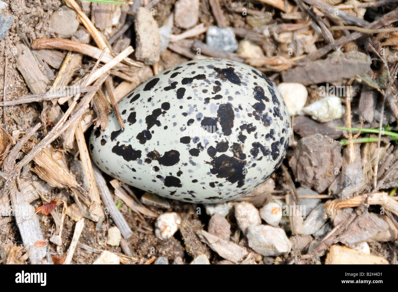 Killdeer egg nest on the ground Stock Photo Alamy