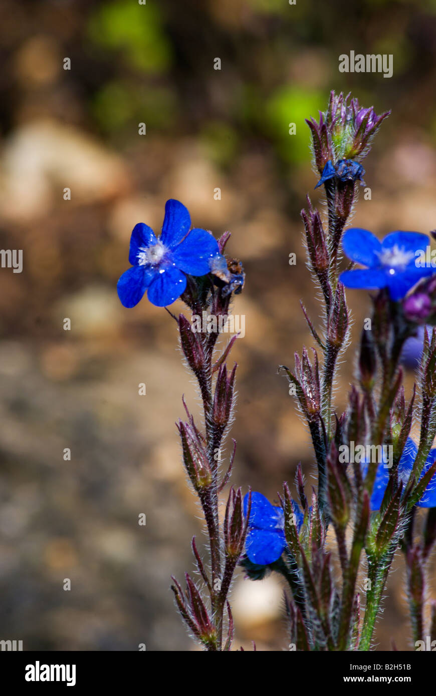 Anchusa azurea Miller in bloom, also known as Italian bugloss. Stock Photo