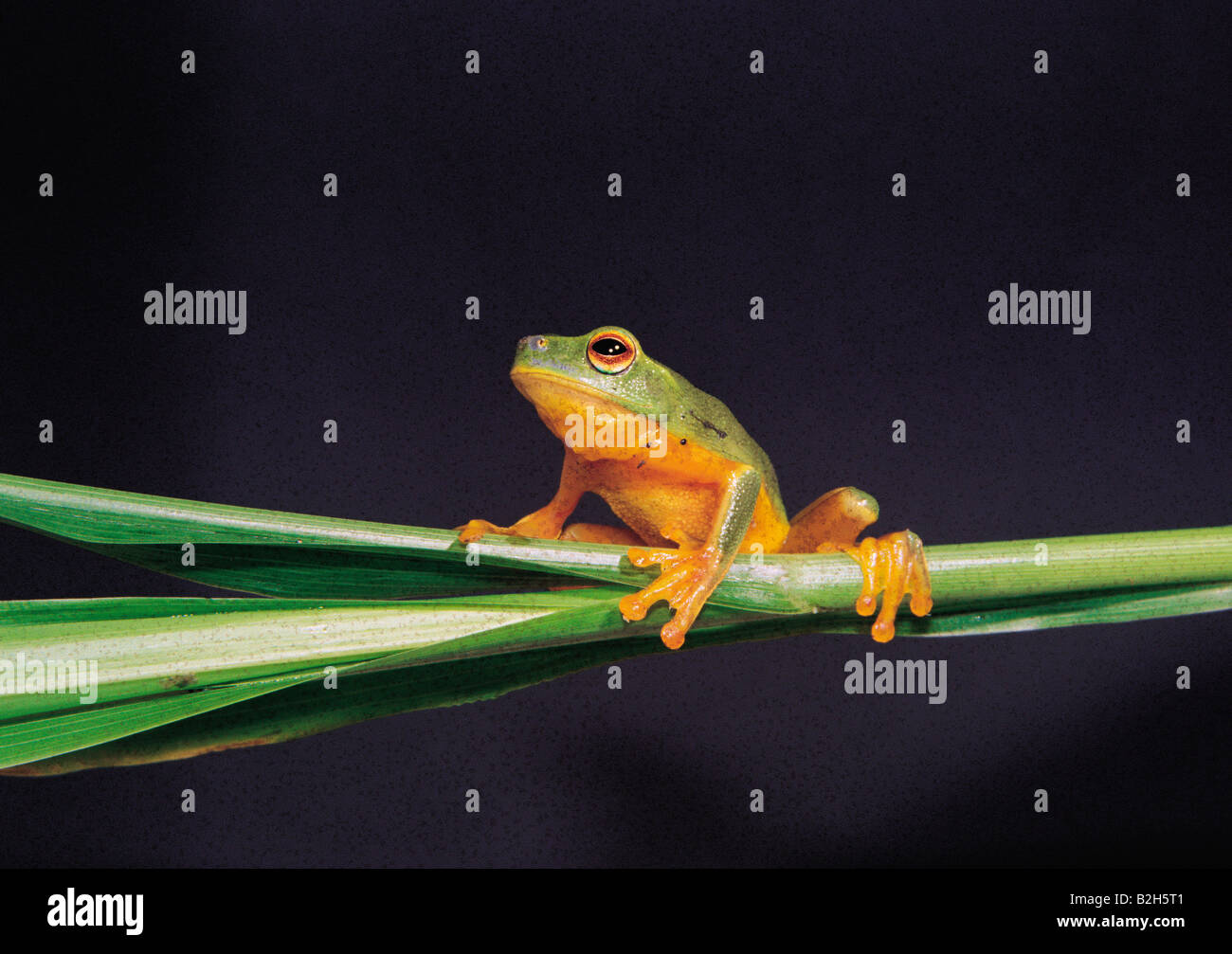 Close-up of a green tree frog balancing on reed Stock Photo - Alamy