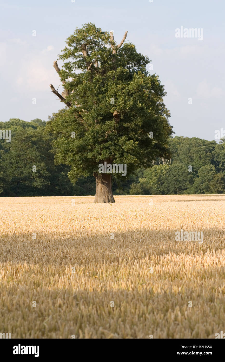 A tree in a cornfield Stock Photo - Alamy