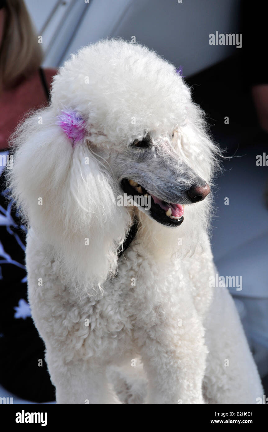 French hotsell poodle original