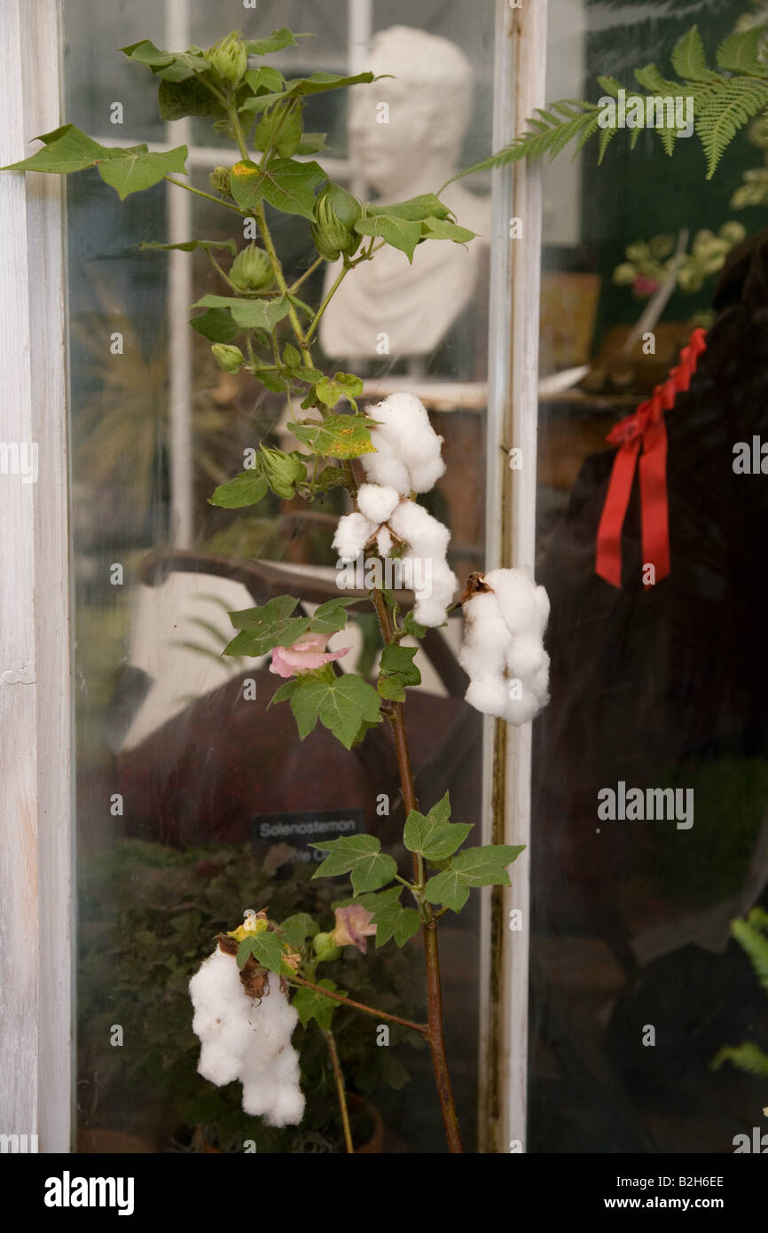RHS Flower Show at Tatton Park 2008 - cotton plant Stock Photo
