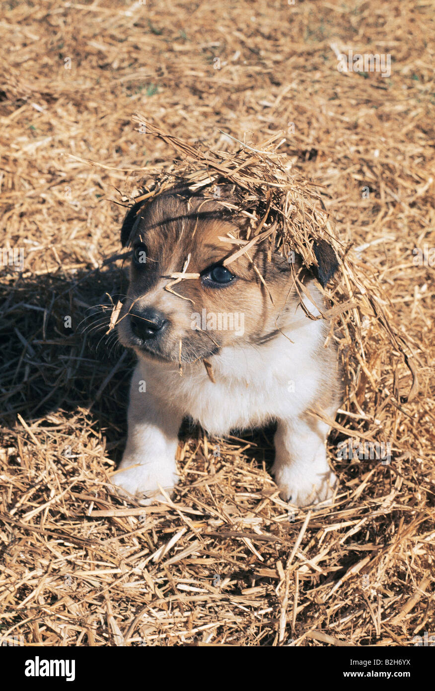 A puppy dog covered with straw Stock Photo Alamy