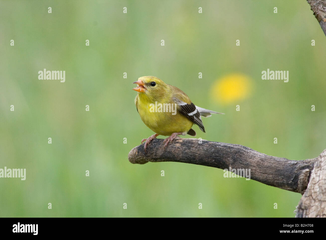 Female American goldfinch Stock Photo - Alamy