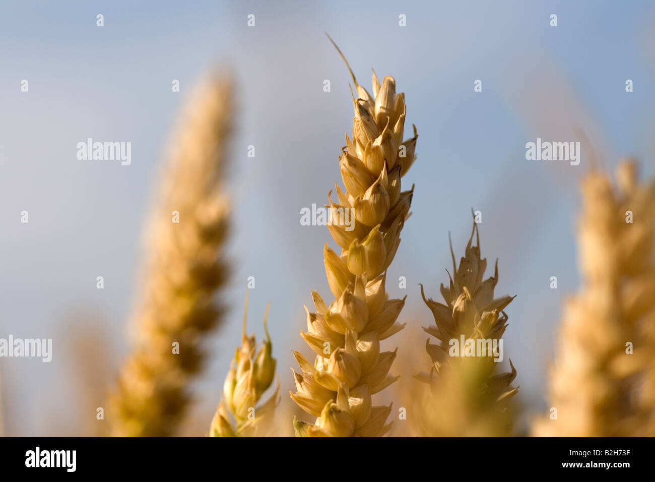 Ear corn on cornfield hi-res stock photography and images - Alamy
