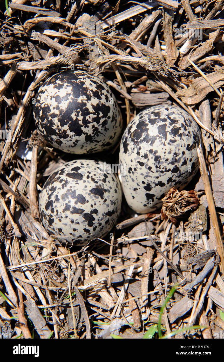 Killdeer bird hires stock photography and images Alamy